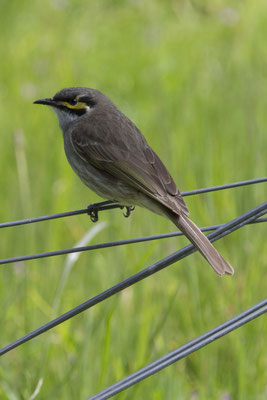 NP Great Otway - geelmaskerhoningeter - Caligavis chrysops