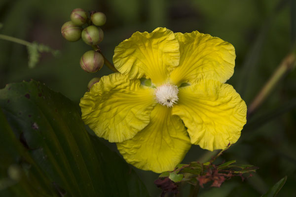 Semenggoh - pioen -Dillenia suffruticosa