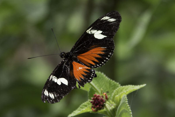 Montaña de Pelicano - Heliconius hecalesia