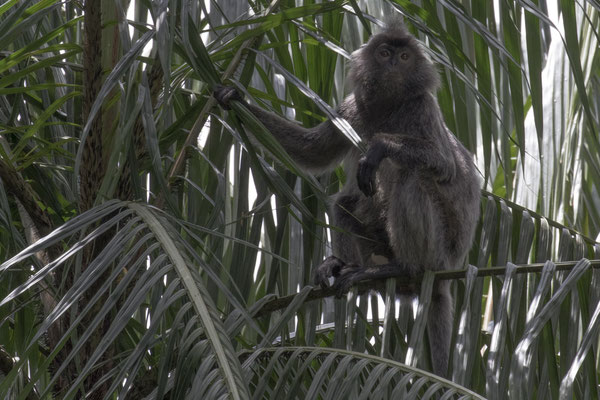 mutslangoer - Trachypithecus cristatus