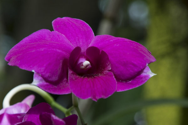 Bogor - vlinderorchidee - Dendrobium biggibbum