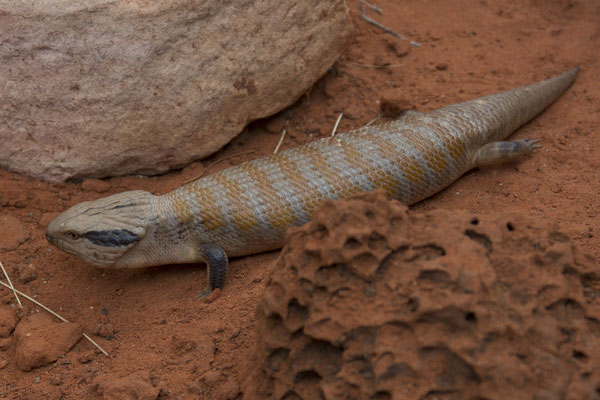 Alice Springs - Reptile centre - skink - Tiliqua multifasciata
