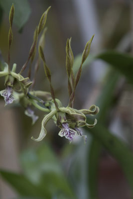 Bogor - bamboeorchidee Dendrobium bicaudatum