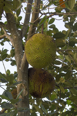 Tam Coc - jackfruit - Artocarpus heterophyllus