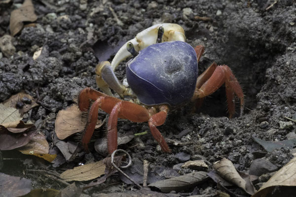 Manuel Antonio - Wenkkrab - Gecarcinus quadratus
