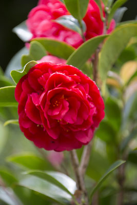 Da Lat - Trúc Lâm klooster Japanse roos - Camellia japonica
