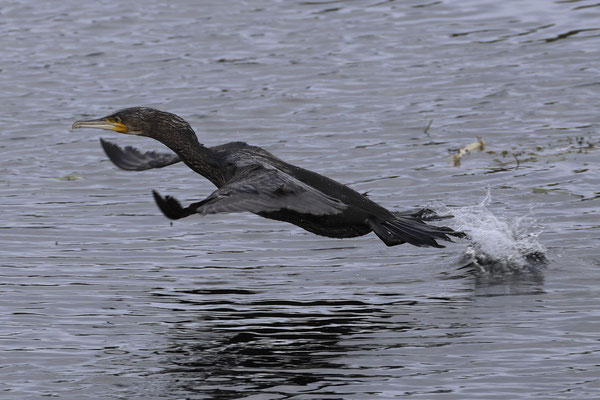 Aalscholver - Phalacrocorax carbo