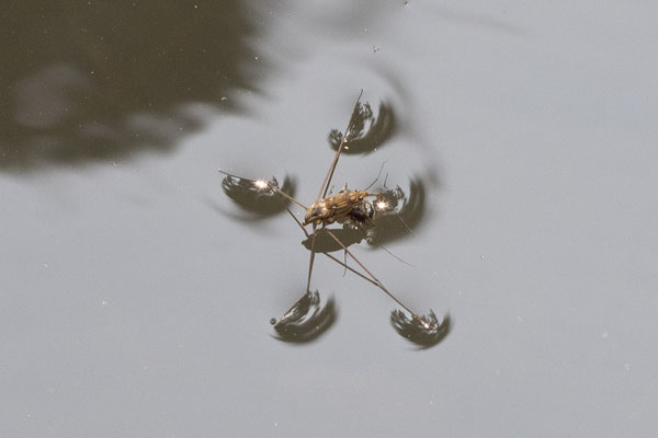 Bogor - schaatsenrijder - Gerridae (sp)
