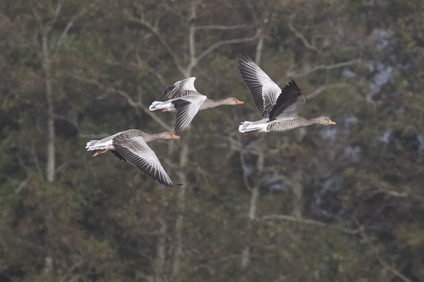 Grauwe gans - Anser anser