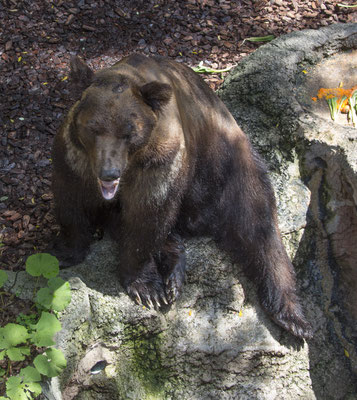 Ueno park zoo ususri bruine beer - Ursus arctos lasiotus
