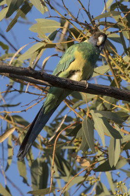 Wanngardi - Port-Lincolnparkiet - Bernardius zonarius