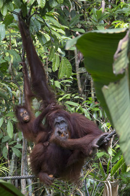 Semenggoh - Borneo orang oetan - Pongo pygmaeus