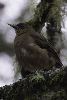San Gerardo de Dota - Grays lijster - Clay-colored thrush