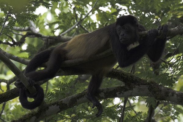 Sierpe - Mantelbrulaap - Alouatta palliata