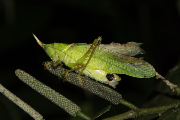 Tortuguero - Copiphora rhinoceros