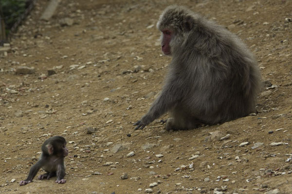 Kyoto Iwatayama Japanse makaak - Macaca fuscata
