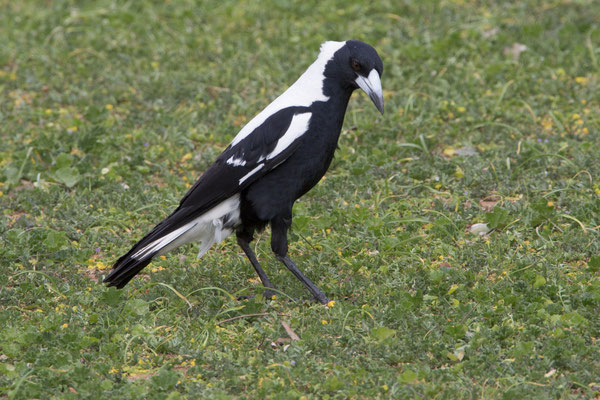 Kapunda - zwartrugfluitvogel - Gymnorhina tibicen