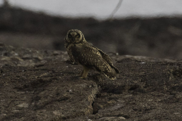 Genovesa - velduil - Asio flammeus