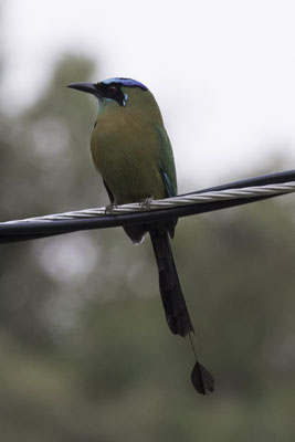 Monteverde - Lessons Motmot - Momotus lessonii