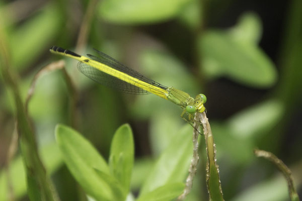Kanazawa kasteel - waterjuffer - Ceriagrion fallax