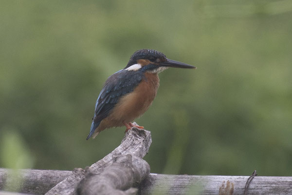 Tam Coc - IJsvogel - Alcedo atthis