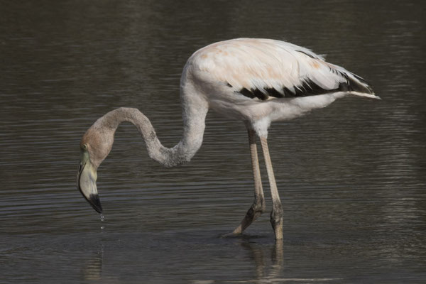Las Brachas Beach - rode flamingo - Phoenicopterus ruber