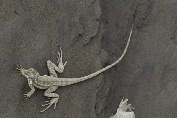 Tarcoles - Gestreepte Basilisk - Basiliscus vittatus