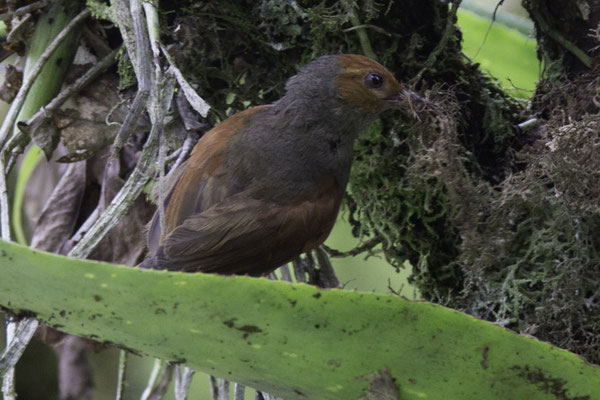Talamanca reserve - roodwangstekelstaart - Cranioleuca erythrops