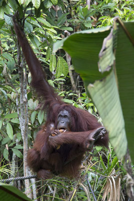 Semenggoh - Borneo orang oetan - Pongo pygmaeus