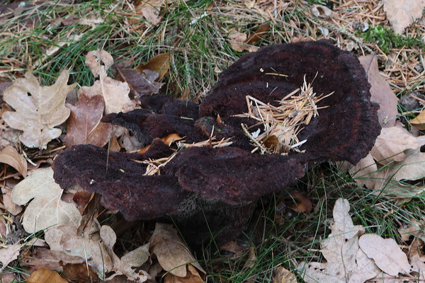 dennenvoetzwam - Phaeolus schweinitzii