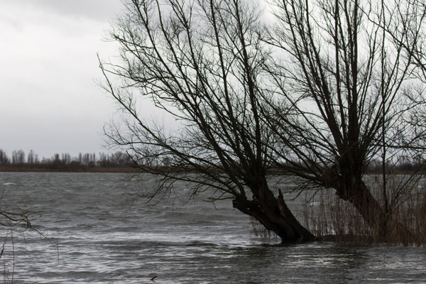 Biesbosch