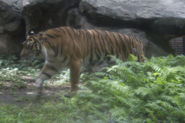Ueno park zoo tijger