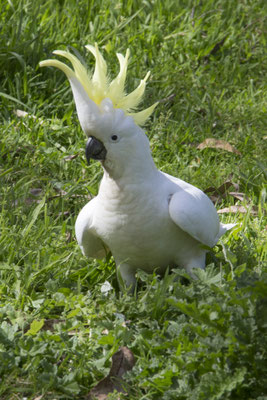 NP Great Otway - grote geelkuifkaketoe - Cacatua galerita