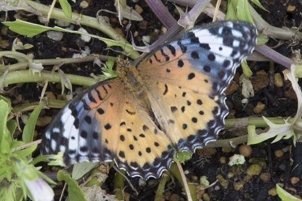 Fuji park vlinder - Argynnis hyperbius
