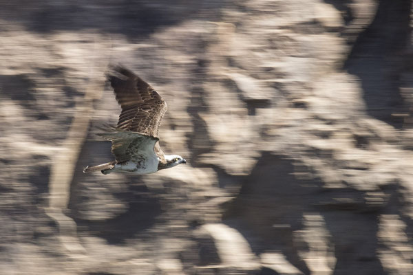 Nitmiluk - visarend - Pandion haliaetus
