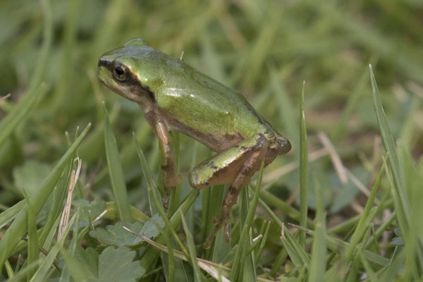 Fuji park  Japanse Boomkikker - Hyla japonica
