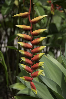 Montaña de Pelicano - Heliconia pendula wawra