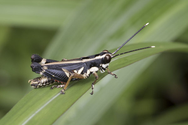 Bach Ma np - sprinkhaan - Traulia azureipennis