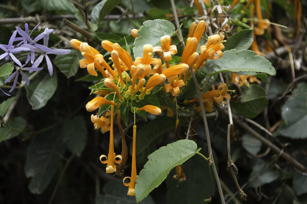 Talamanca reserve - Vlamtrompet - Pyrostegia venusta