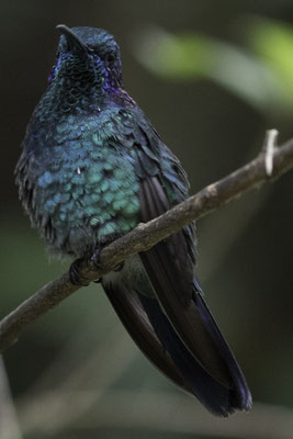 violetoorkolibrie - Colibri cyanotus