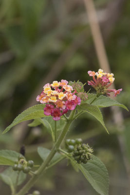 Bach Ma np - wisselbloem - Lantana camara
