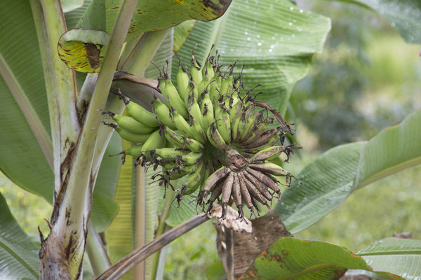 Banaan