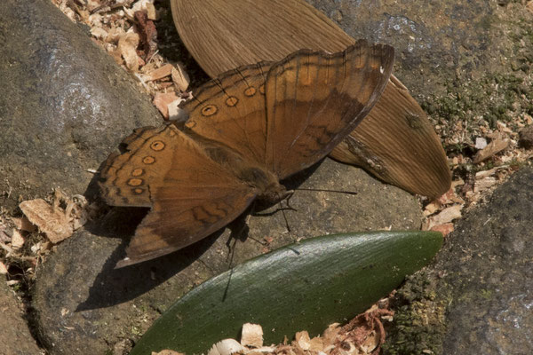 Bogor - vlinder - Junonia hedonia