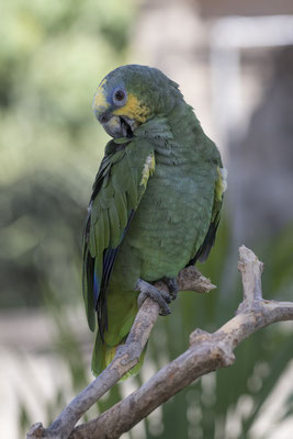 oranjvleugelamazone - Amazona amazonica