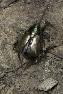 Monteverde - pyronota splendens