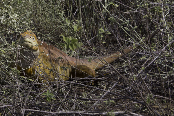 Santa Cruz - Galápagoslandleguaan -  Conolophus subcristatus