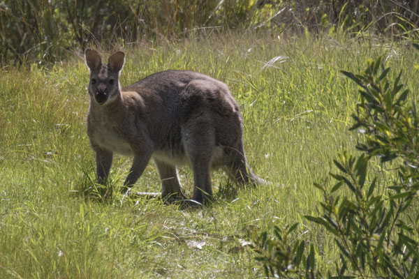 NP Great Otway - grijze kangoeroe - Macropus giganteus
