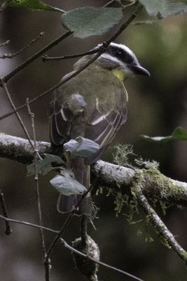 Goudbuiktiran - Myiodynastus hemichrysus