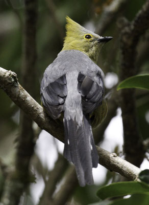 San Gerardo de Dota - langstaartzijdevliegenvanger - Ptiliogonys caudatus
