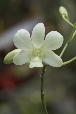 orchidee - Dendrobium (sp)